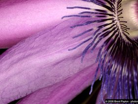 passionflower-9---master.jpg