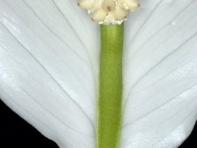 peace-lily-original.jpg