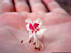 horse-chestnut-blossom-master-v2.jpg